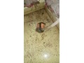 12wold-aircolar-sali-ka-liyae-hae-6000-nashtabad-malik-por-maa-whtsapp-nmabar-03075263954-small-1